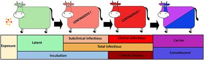 Parameterization of the Durations of Phases of Foot-And-Mouth Disease in Cattle